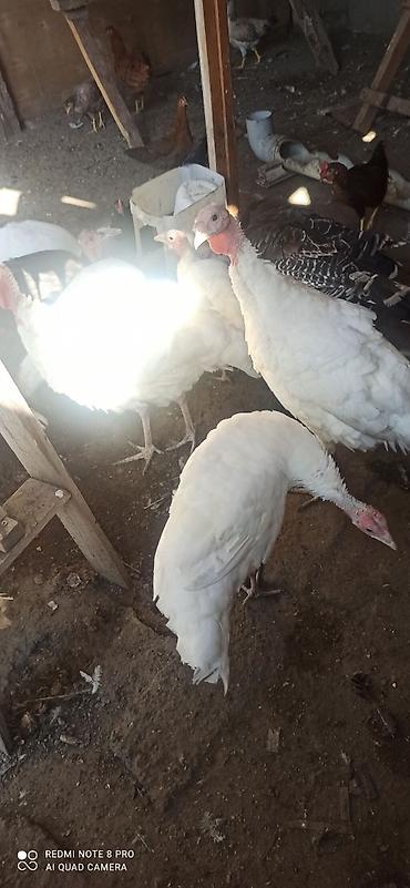 at sekilleri: Məhsul: Hind quşları (pavlin/şabalıd rəngli və ağ rəngli növlər) — 2