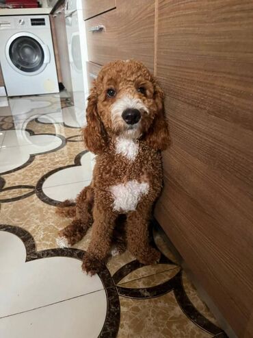 Gəmiricilər: Labradoodle satilir,it korpeliyinden bizdedir mueyyen aile