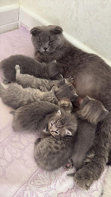 Кошки: Шотландская вислоухая — 3