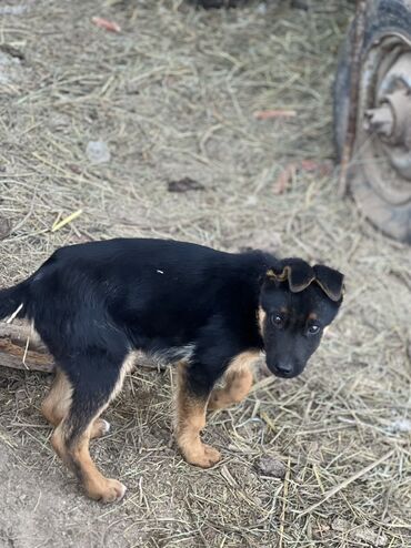 охотничный собака: Щенок немецкой овчарки - Примерный возраст: щенок, молодого