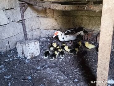 lal ordek nece gune bala cixarir: Dişi, | Lal ördək, Damazlıq, Ünvandan götürmə