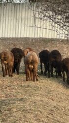 в какой приют можно отдать собаку: Продаю | Баран (самец)