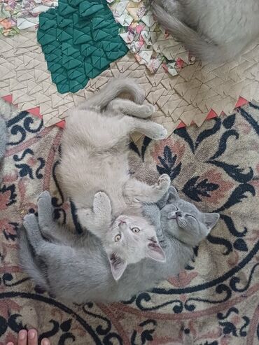 скоттиш страйт котята: Скотиш Страйт (Шотландиялык тик кулактуу), 3 айлык, Эркек, Боз, Лотокко барууга үйрөтүлгөн