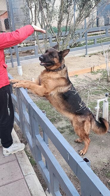 İtlər: Alman çoban iti, 3 il, Dişi, Sənədli, Ünvandan götürmə