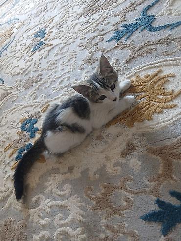 кошки сиамская: Котёнок в добрые руки. Милый домашний котёнок с бело-серым окрасом и — 6