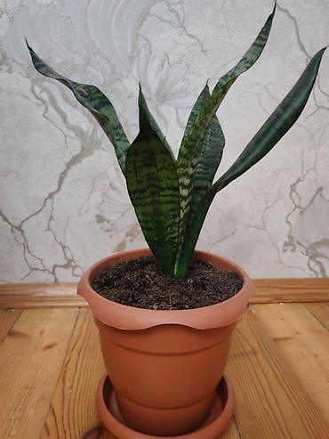 Комнатные растения: Sansevieria (Qayın dili) – otaq bitkisi, gil rəngli dibçək və — 2