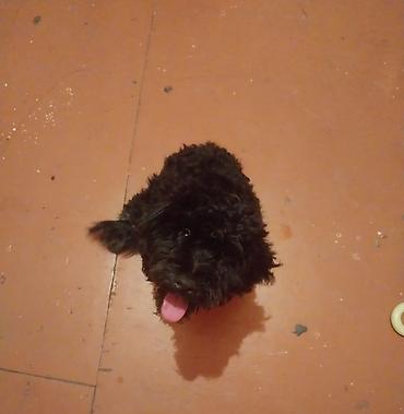 itlər pudel: Pudel — 4