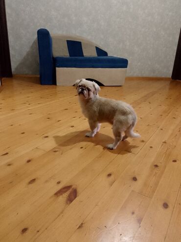 poncik itler: Pekines, 1 il, Dişi, Cütləşmə üçün, Pulsuz çatdırılma
