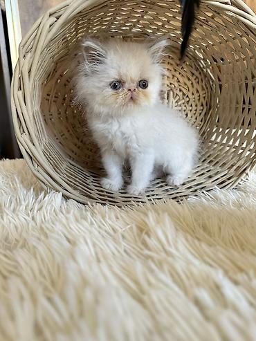 Pişiklər: Fars — 8