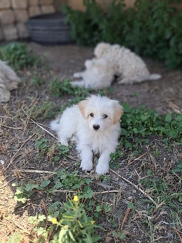 İtlər: Malta bolonka, 2 ay, Erkək, Peyvəndli, Ünvandan götürmə — 6