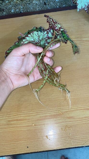 Otaq bitkiləri: Bu begoniya bitkisi yaşıl və tünd yaşıl ləkələrlə bəzədilmiş geniş — 5