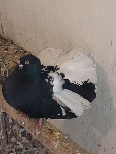 птица голуби: Павлиний голубь, окрас черно-белый (пегий). Пышный веерообразный хвост