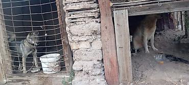 Продажа собак: Лайка, 1 месяц, Самец, С родословной — 5
