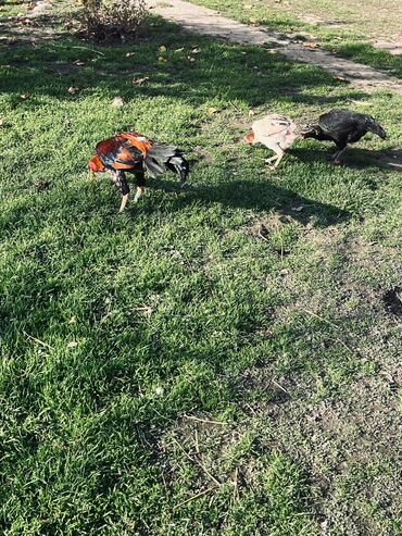 Yumurta: Heyratı yumurtaları satılır Sosyet cinsi fərələrdi — 6