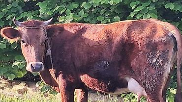Inəklər, öküzlər: Dişi, Simental, il: 3, 500 kq — 6