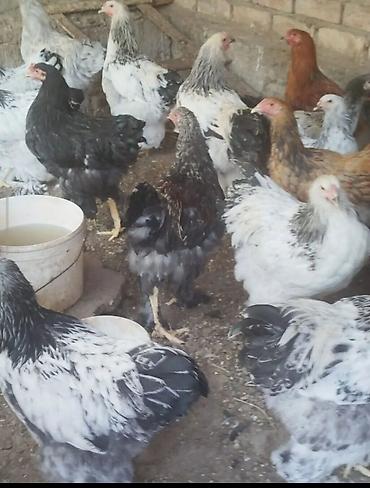 баран оптом: Продаю | Куры | Брама | Для разведения — 3