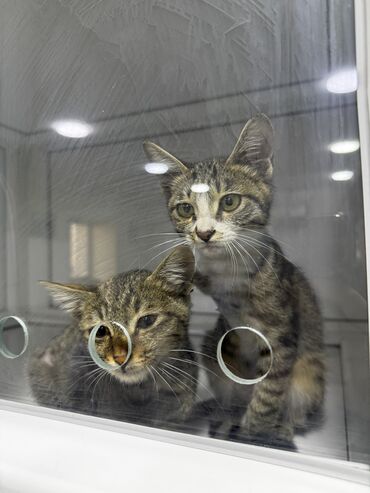 Pişiklər: Tabbi, Erkək, Dişi, Yaxşı əllərə, Pulsuz çatdırılma -da lalafo.az — 8 Pişiklər: Tabbi, Erkək, Dişi, Yaxşı əllərə, Pulsuz çatdırılma — 8