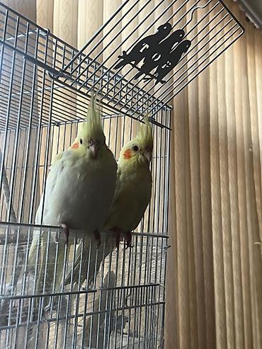 Nymph paraketləri (Cockatiel) – 2 ədəd - Növ: Nymphicus hollandicus
