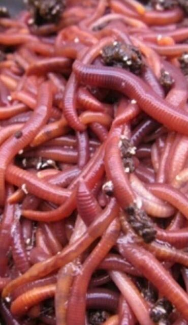 червь in Кыргызстан | ДРУГИЕ ЖИВОТНЫЕ: Продается настоящие красные калифорнийские черви и биогумус