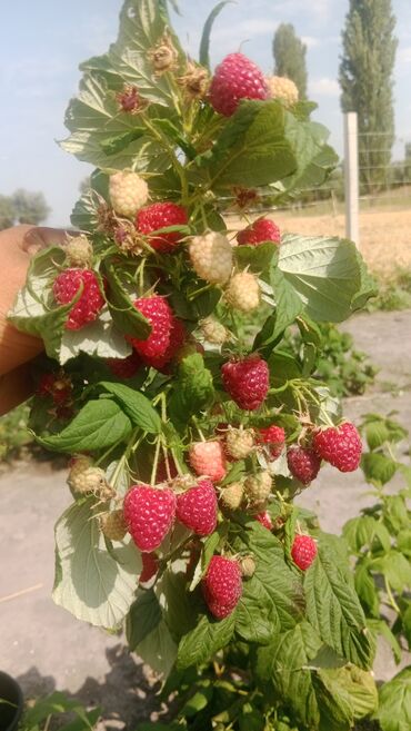 malina.kg продажа малины оптом в бишкеке новопокровка фото: Малина (ремонтантная) — крупноплодный сорт Салам алейкум малина кочот
