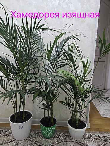 Драцены и Сансевиерии: Сансевиерия (Sansevieria, «щучий хвост») в горшке. Описание: - — 25