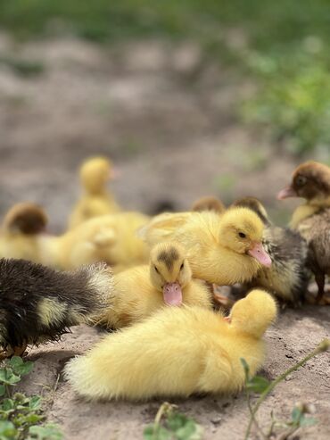 для кошек домик: 🐥 Продам утят индоутки (шипуны) 🐥 Возраст: 5–7 дней — здоровые