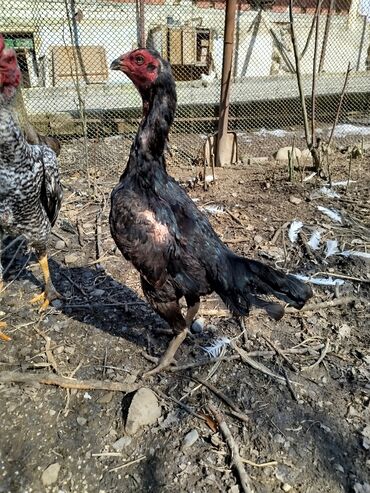 Xoruzlar: Salam Heyratı beçə 80 Heyratı sarıfete Fotoşəkillər Samsung Galaxy A7 — 10