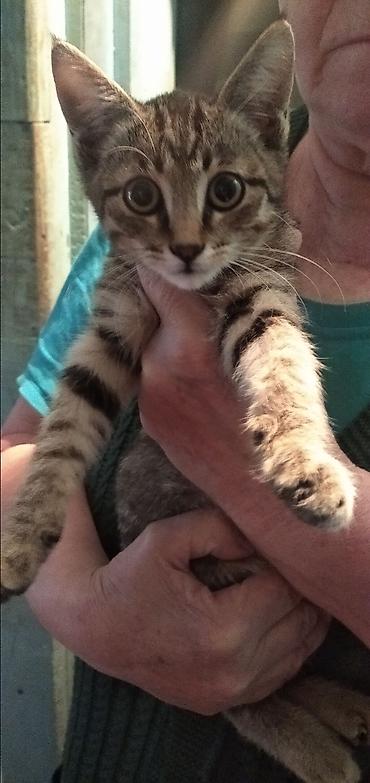 Отдам даром кошку: Котята домашние, ласковые и игривые. - Окрас: классический тигровый — 2