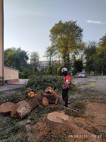 терек кескич: Спил деревьеПрофессиональные высотные работы по деревьям удаление — 3