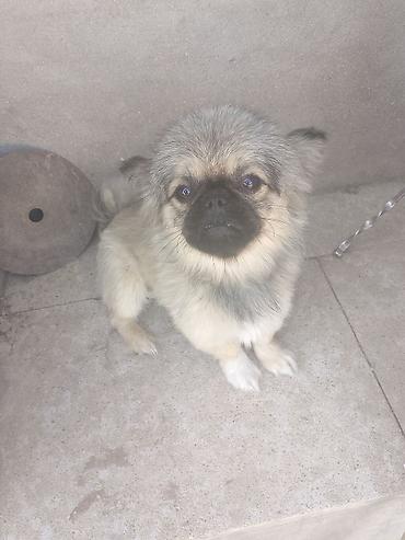 İtlər: Pekines, 6 ay, Erkək, Peyvəndli, Ünvandan götürmə — 3