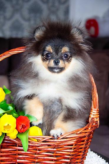 Продажа собак: Шпиц, 5 месяцев, Самец, С прививкой — 1