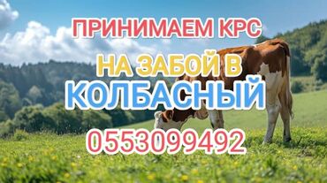 купить стеклянные бутылки оптом: Куплю | Коровы, быки, Лошади, кони | На забой, на мясо, Откормленные, Самовывоз