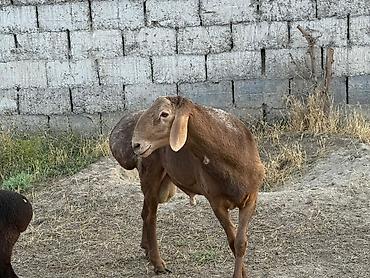 Баран, овца: Продаю | Баран (самец) | Гиссарская, Арашан, Полукровка | Для разведения | Осеменитель, Племенные — 14