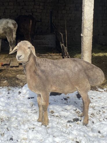 животны: Ассаламу алейкум жаамат ушул кочкор сатылат баасы келишим турдо адрес