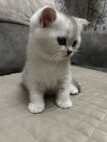 Pişiklər: Şinşilla, Dişi, Ünvandan götürmə — 8