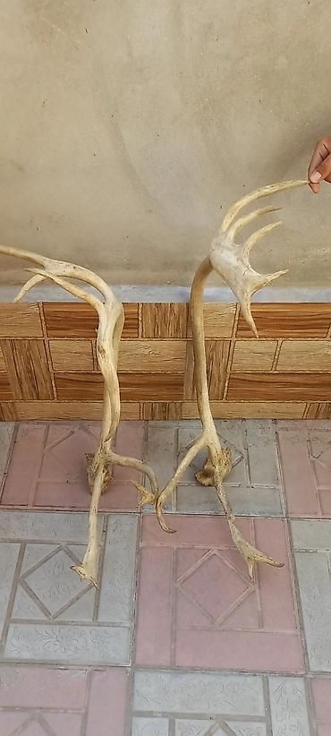Məhsul: Təbii maral buynuzları (cüt) Təsvir:25 ildir bizdedir lalafo.az -da — 1 Məhsul: Təbii maral buynuzları (cüt) Təsvir:25 ildir bizdedir — 1