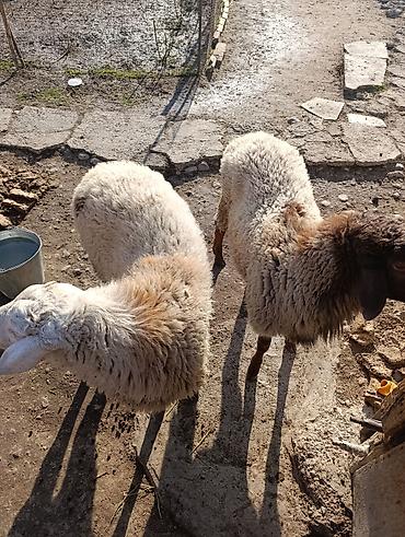 Баран, овца: Продаю | Овца (самка) | Полукровка | Для разведения — 6