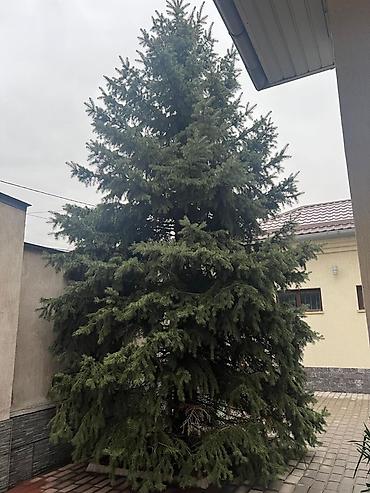 Ель: Высота 3-7 метров — 10