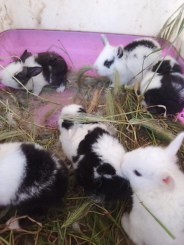 dovsanlar: Məhsul: Balaca ev dovşanları .ünvan Hökməli Əli marketin yani — 4