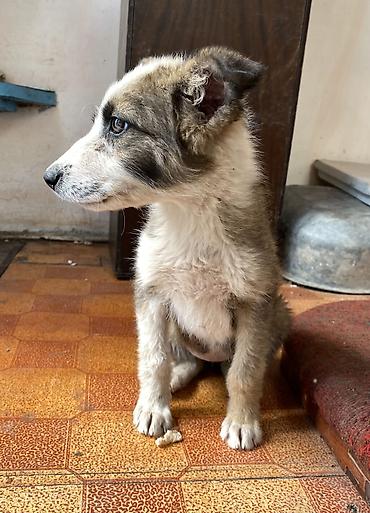 Отдам даром собаку: Собака даром: Дворняжка, 4 месяца, Самка at lalafo.kg — 6 Отдам даром собаку: Собака даром: Дворняжка, 4 месяца, Самка — 6