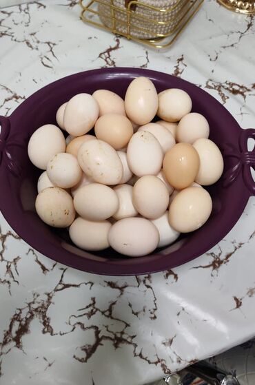 ponpon toyuq: Toyuq, Yumurtalıq, Ünvandan götürmə
