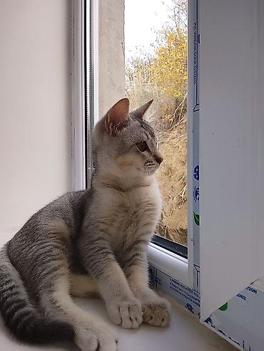 Pişiklər: Erkək — 8