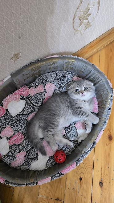 Pişiklər: Şotland — 3