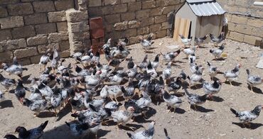 serebrist toyuqlari: Salam 3 aylıq serebrist xoruzlardır . Çekileri 1.300,1.100