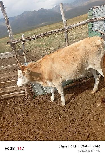 токмок собака: Продаю | Бык (самец) | На откорм — 8