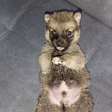 вязаный костюм для новорожденного мальчика: Ит бекер берилет: 2 айлык, Эркек