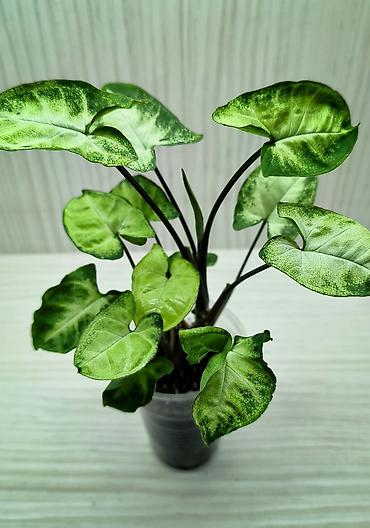 каланхоя: КОМНАТНЫЕ ЦВЕТЫ ПРОДАЮ 🌱 Каланхоэ - 100 🌱 Сингониум Пикси - 250 🌱 — 6