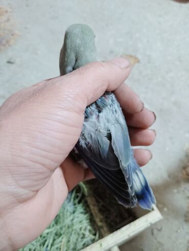 Tutuquşları: Bala veren cütler.Yuvaas bala al Tam sağlam quşlardı.Üiymət.topdan — 3