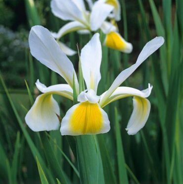 Seeds and seedlings: Cvece Beli sibirski iris (perunika) Prodajem lukovice belog sibirskog