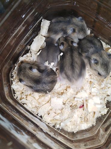 brama cuceleri: Çunqarik. Cırtdan hamsterlər — 1
